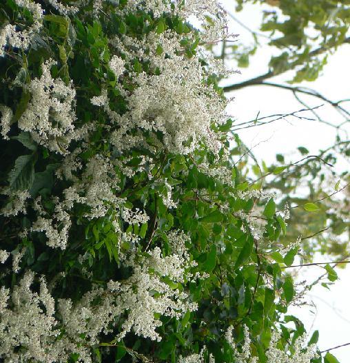 [FABALDS] Fallopia (= Polygonum) baldschuanicum syn. aubertii (—, 150/175cm, pot   5L)