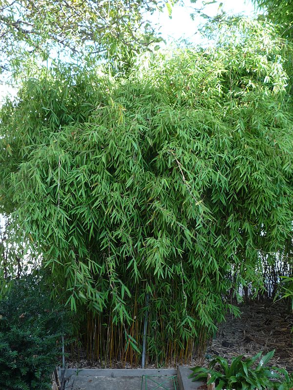 [FAJIUZH] Fargesia 'Jiuzhaigou' (80/100cm, pot 5L)
