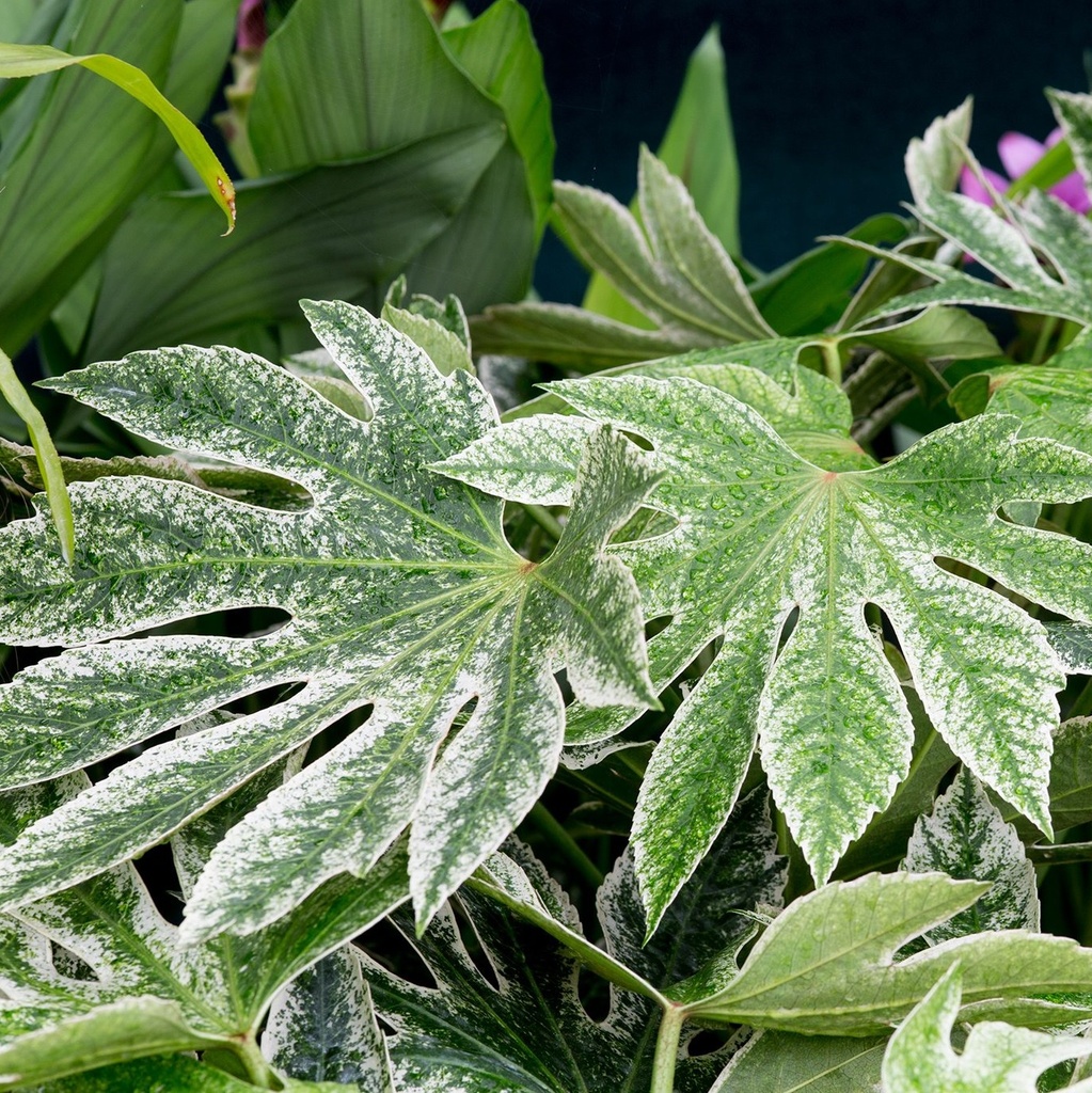 ARALIA DU JAPON