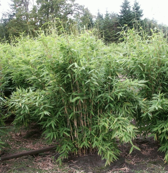[FAMJUMB] Fargesia murieliae 'Jumbo' (80/100cm, pot 10L)
