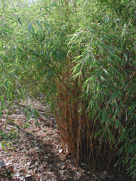 [FANITID] Fargesia nitida (60/80cm, pot 5L)