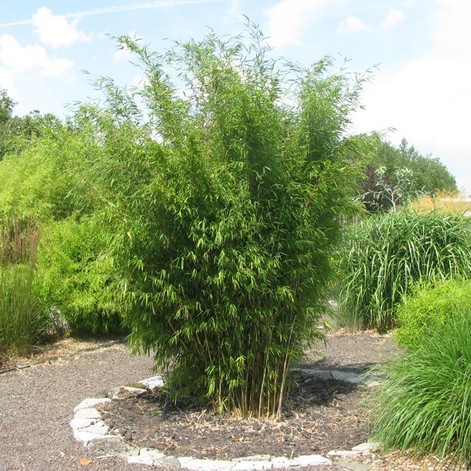 [FAOBELI] Fargesia 'Obelisk' (100/125cm, pot   5L)