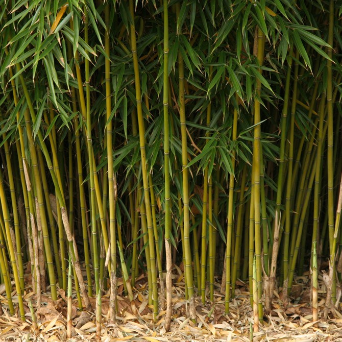 [FARCAMP] Fargesia robusta 'Campbell' (60/80cm, pot 2.5L)