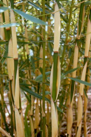 [FARPING] Fargesia robusta 'Pingwu' (100/125cm, pot   5L)
