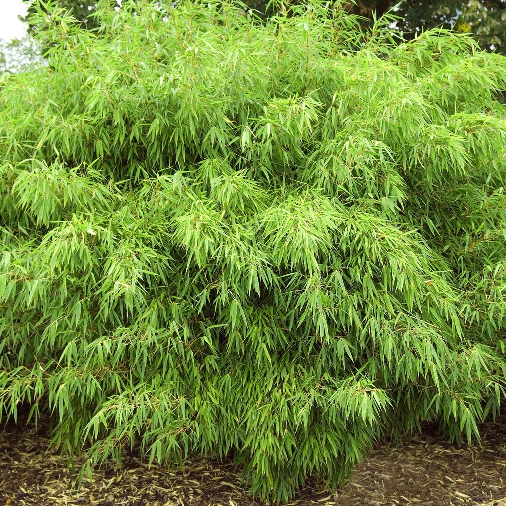 [FARUFA] Fargesia rufa (100/125cm, pot   5L)
