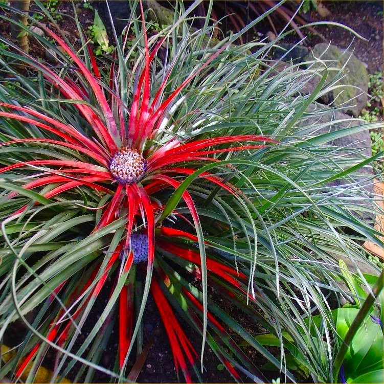 [FASCICU] Fascicularia (pot   3L)
