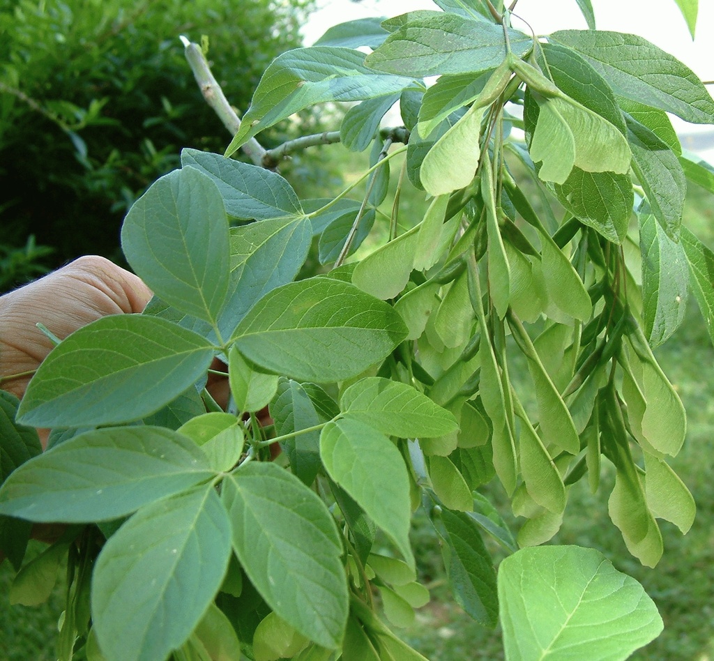 [ACNEGUN] Acer negundo (—, —, pot 80l hoogst. 18/20)