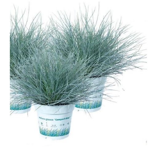 [FEGCBLUE.P10C] Festuca glauca 'Compact Blue'