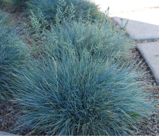 [FEGEBLU] Festuca glauca 'Elijah Blue' (pot   9cm)