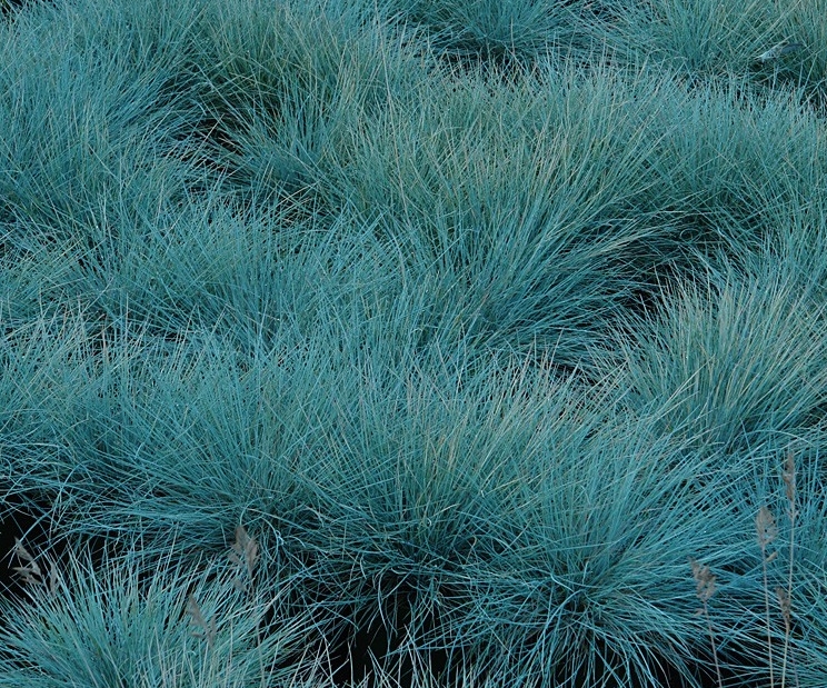 [FEGIBLU] Festuca glauca 'Intens Blue' (pot   2L)