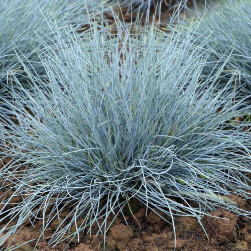 [FEGLAUC] Festuca glauca (pot   9cm)