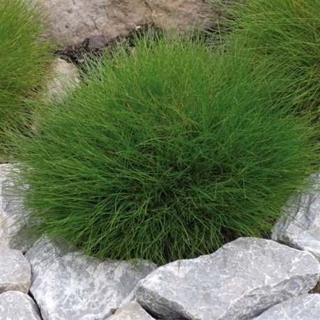 [FESTUCA] Festuca gautieri (scoparia) (pot   9cm)