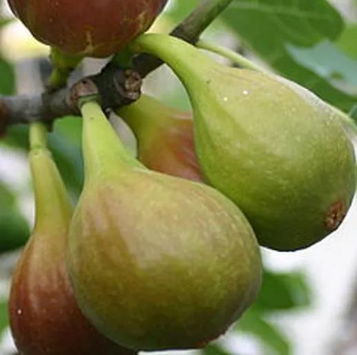 Ficus carica 'Blanca Gota de Miel' VIJG