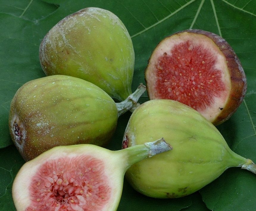 [FICBORN] Ficus carica 'Bornholm' VIJG (hoogstam, 8/10, pot)