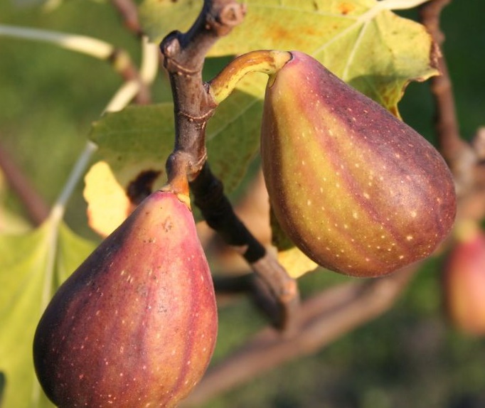 [FICGTWO] Ficus carica 'Gustis® Twotimer®' VIJG