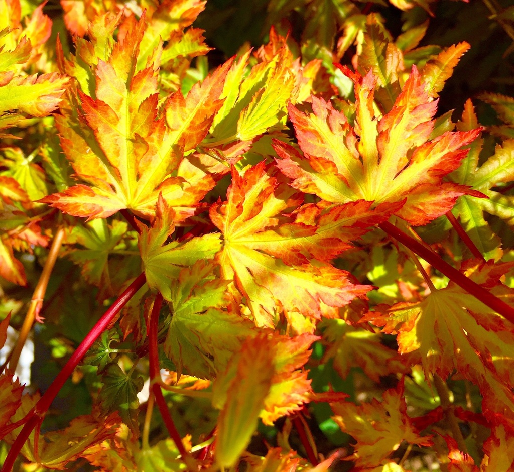 [ACPAIRE] Acer palm. 'Anne Irene'®