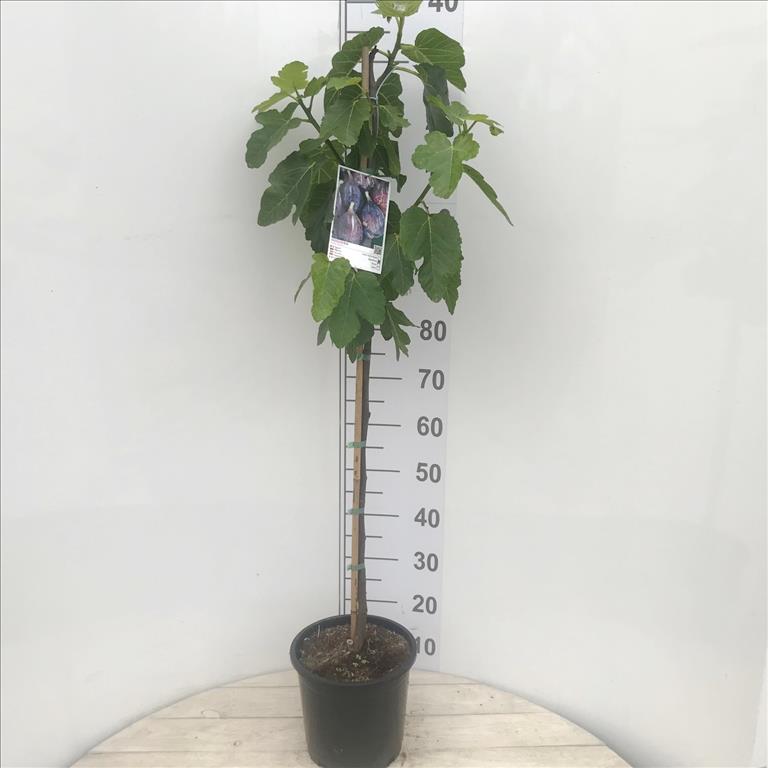 Ficus carica 'Napolitana' VIJG