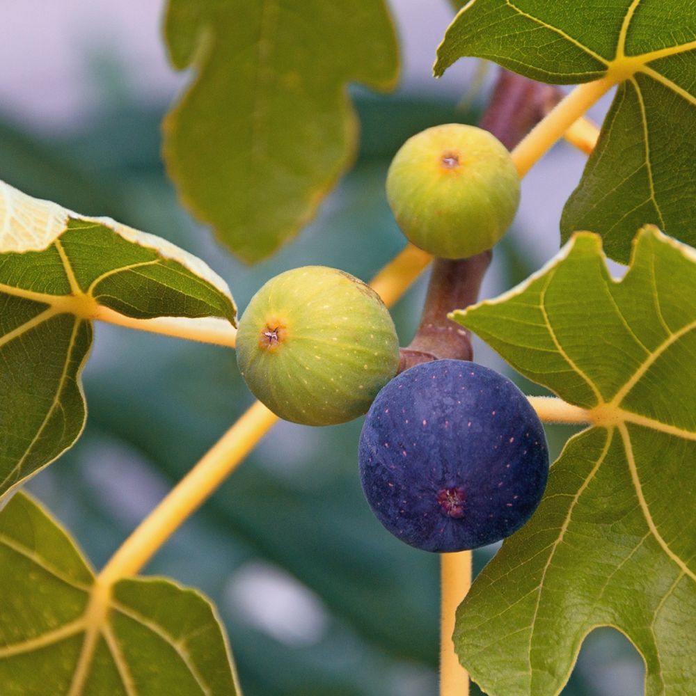 [FICRDBO] Ficus carica 'Rouge de Bordeaux' VIJG (gestokt, —, pot)