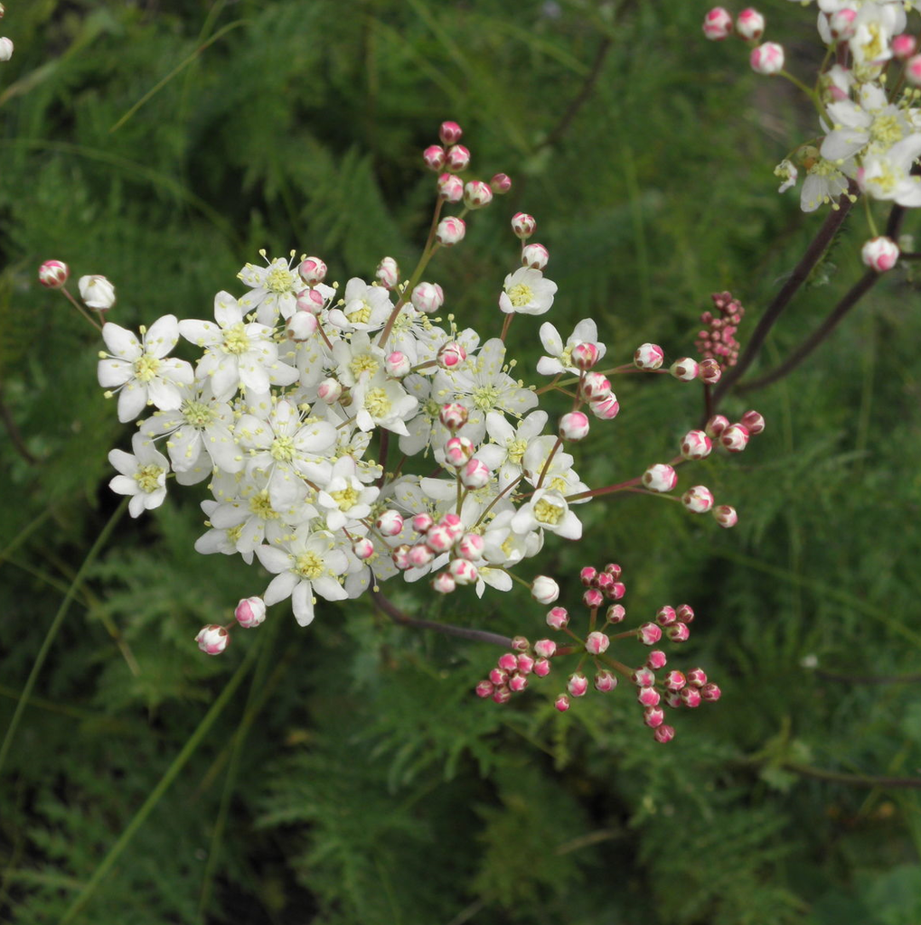 SPIRÉE FILIPENDULE