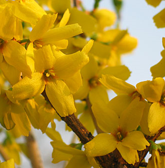 [FOIGOLD] Forsythia interm. 'Goldrausch' (60/80cm, pot 10L)