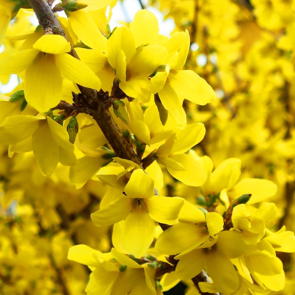 [FOINIMB] Forsythia interm. 'Nimbus' (tige, 50cm, pot 3L)