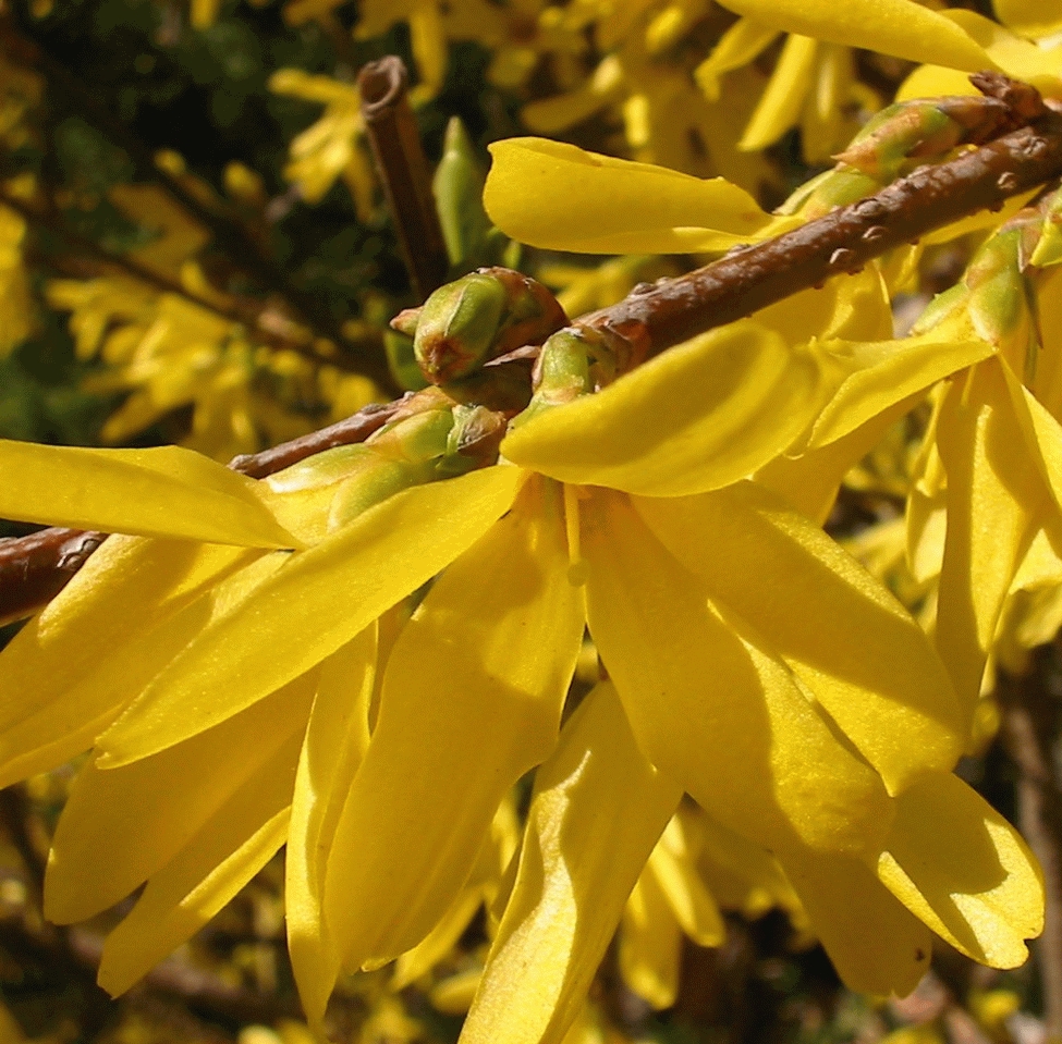 [FOISPEC] Forsythia interm. 'Spectabilis' (—, —, pot   2L)