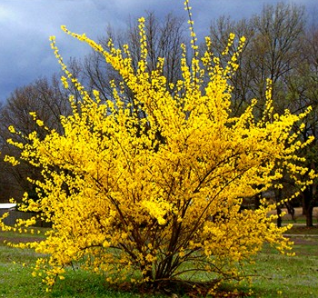[FOIWEEK] FORSYTHE (—, 80/100cm, pot 10L)