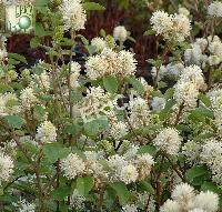 [FOMAJOR] GRAND FOTHERGILLA (40/60cm, pot 20L)