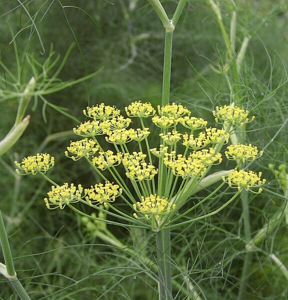 [FOVULGA] VENKEL Foeniculum vulgare (pot   9cm)