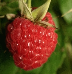 [FRABLIS] FRAMBOISE D'AUTOMNE 'AUTUMN BLISS' (pot 2L)
