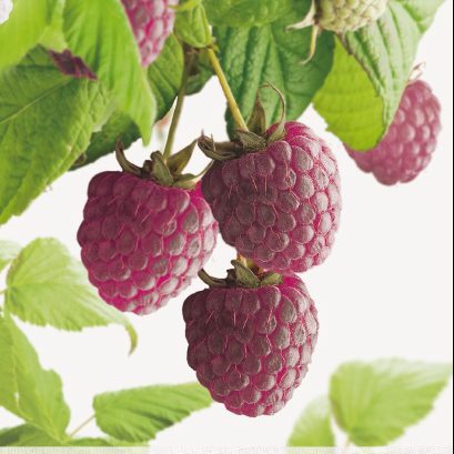 [FRAPASS] FRAMBOISE D'AUTOMNE POURPRE 'AUTUMN PASSION'