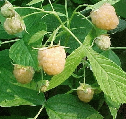 [FRFALLG] Framboos 'Fallgold' (—, —, pot   2L)