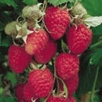 [FRGAMPL] Framboos 'Glen Ample'® (pot   2L)
