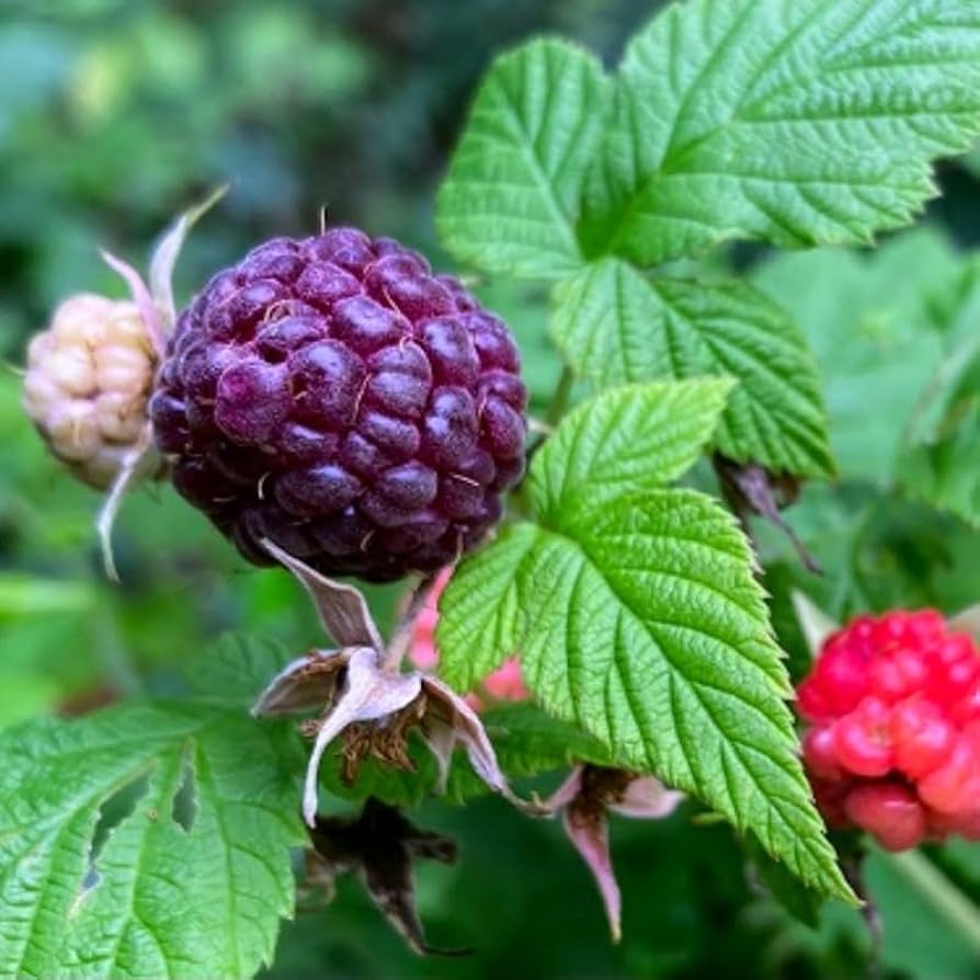 [FRGCOEP] Framboos 'Glen Coe' PAARSE ZOMERFRAMBOOS