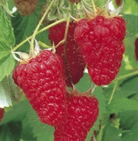 [FRMPROM] FRAMBOISE D'ÉTÉ 'MALLING PROMISE' (pot 3L)