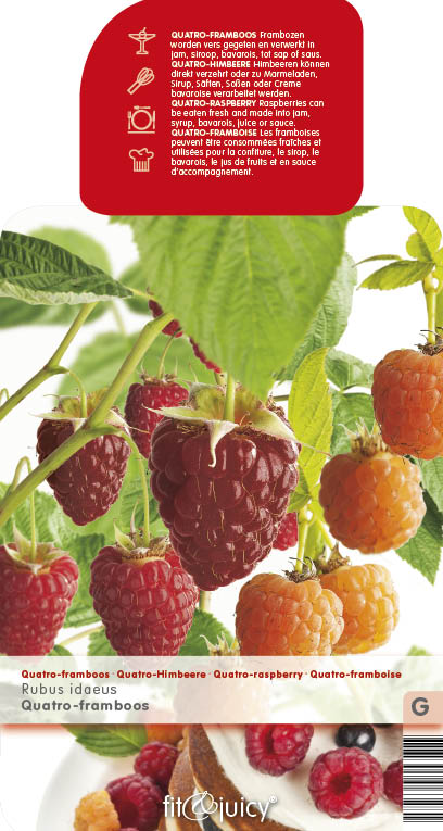 [FRQUATR] FRAMBOISE 'QUATRO' 4 VARIÉTÉS