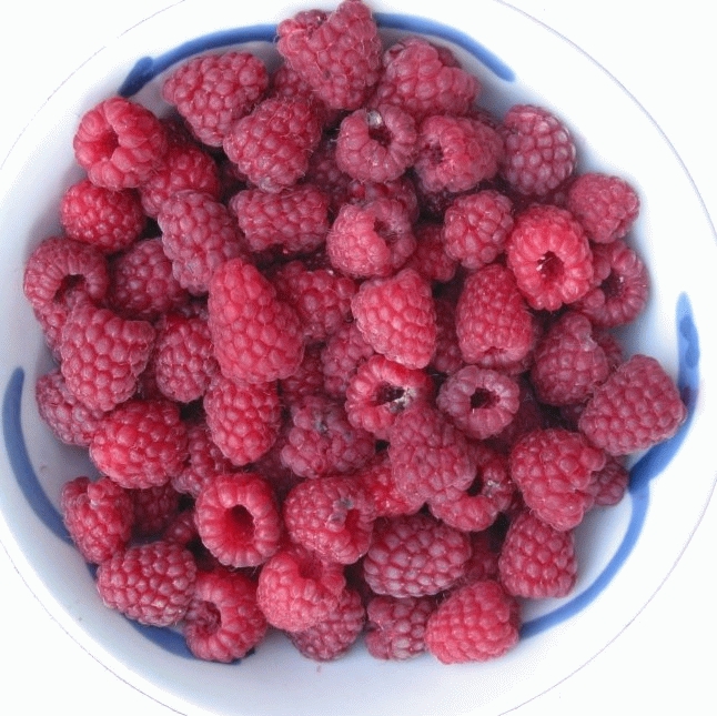 [FRSCHON] Framboos 'Schönemann' ZOMERFRAMBOOS (pot   2L)