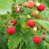 [FRSOLU] FRAMBOISE D'AUTOMNE 'SOLU RED' (pot 2L)