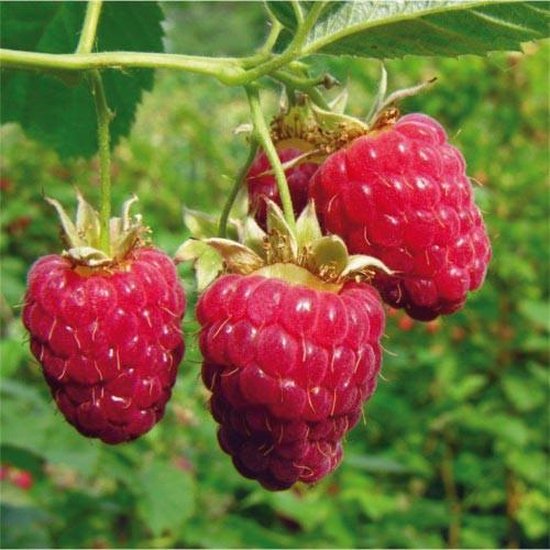 [FRSSUNS] Framboos 'Sweet Sunshine' ZOMERFRAMBOOS (pot   5L)