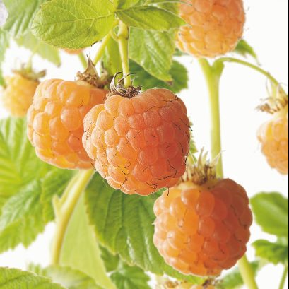 [FRSYEL] FRAMBOISE D'AUTOMNE 'SOLU YELLOW'