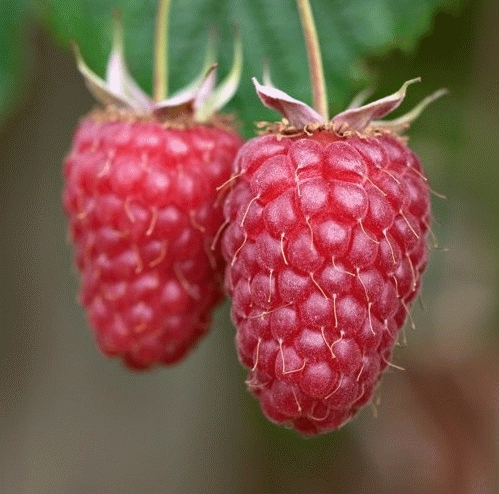 [FRTULAM] Framboos 'Tulameen' (pot   2L)