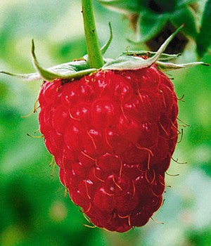 [FRTWRED] Framboos 'Twotimer Sugana Red' FRAMBOOS (gestokt, pot)