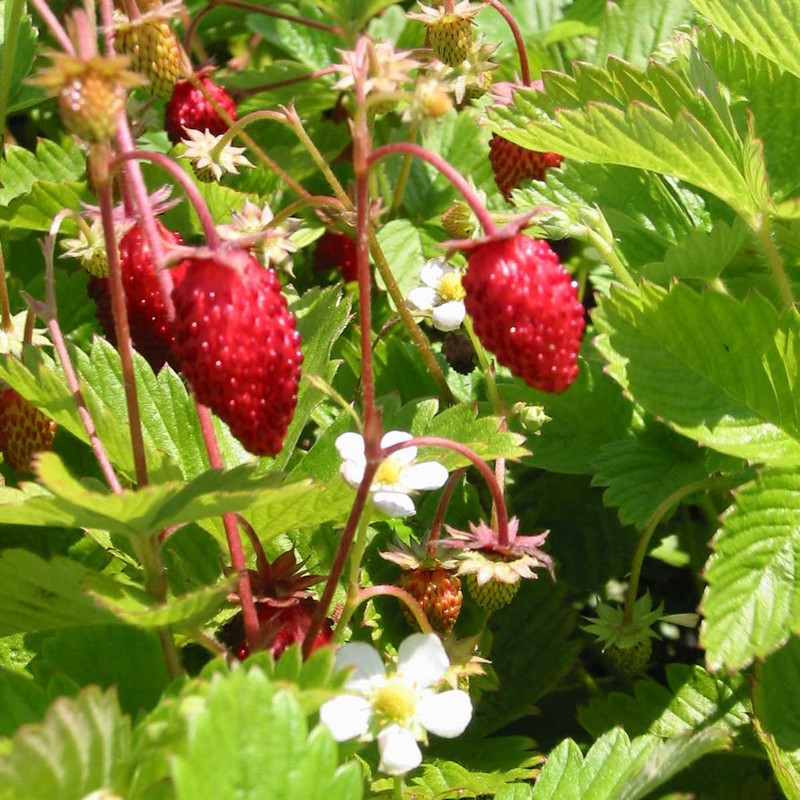Fragaria vesca 'Alexandria'