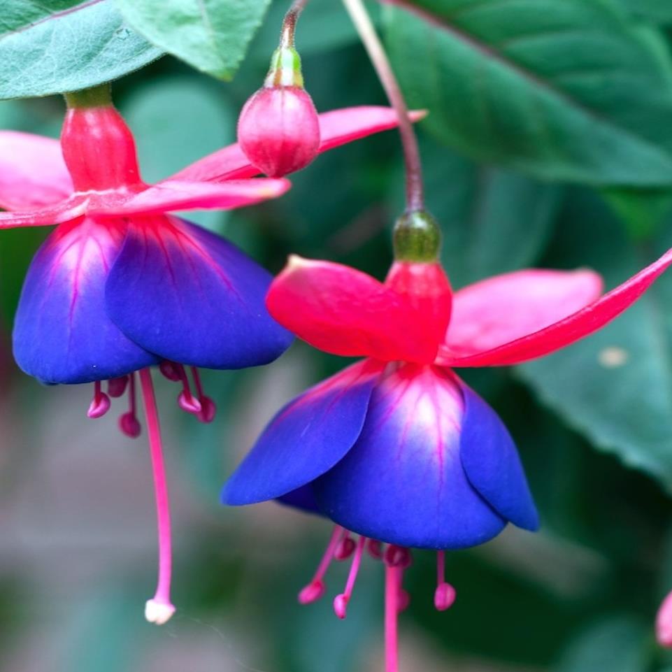 [FUCHSIA] FUCHSIA (—, —, pot25)