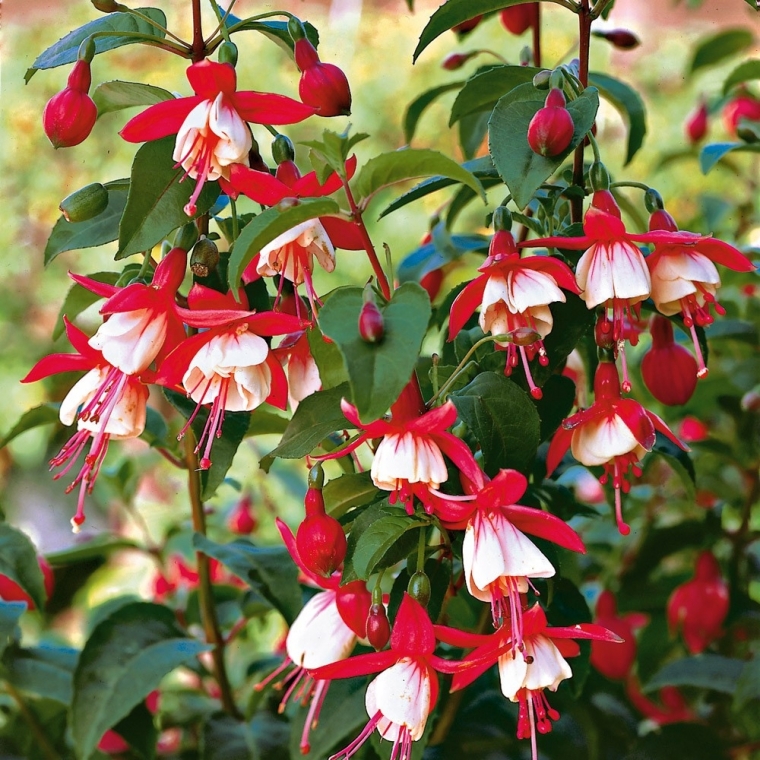 FUCHSIA