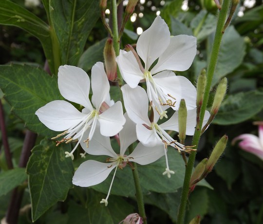 [GALGWHI] Gaura lindh. 'Geyser White' (pot17)