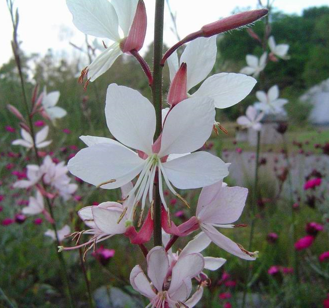 [GALINDH] Gaura (pot   9cm)