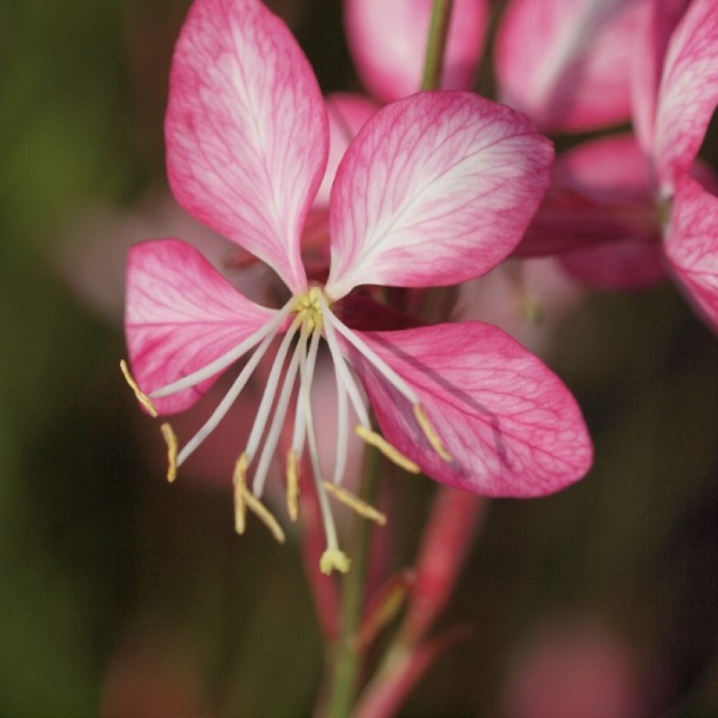 [GALRJAN] Gaura lindh. 'Rosy Jane' (pot   9cm)