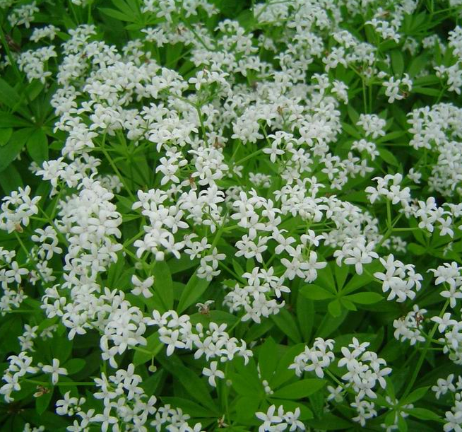 [GAODORA] LIEVEVROUWEBEDSTRO  Gallium odoratum (pot   9cm)