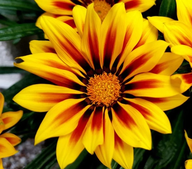 [GAZANIA] Gazania (pot  10.5cm)